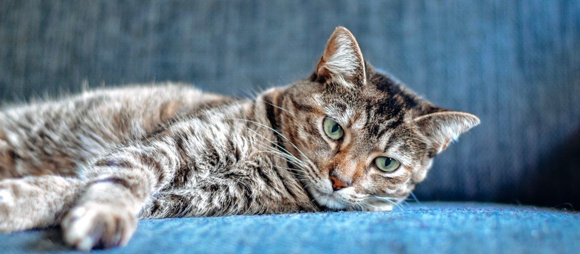 Veganes Katzenfutter – was die Wissenschaft sagt und wann es sinnvoll ist